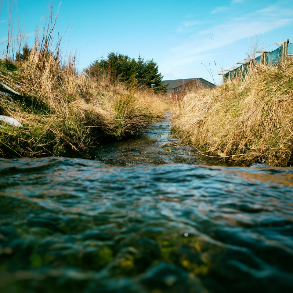 Stream flowing through a natural landscape with grass and trees.