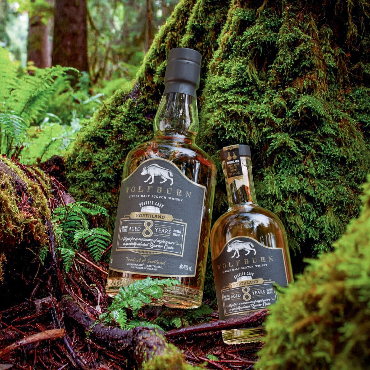 Wolfburn 8 Year Old Northland single malt whisky – smooth, warming dram matured in American oak quarter casks for rich flavour.